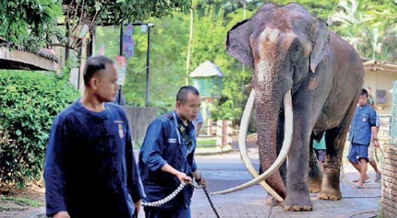 முத்துராஜாவை அழைத்துச் செல்ல கட்டுநாயக்கவுக்கு வந்துள்ள விமானம்