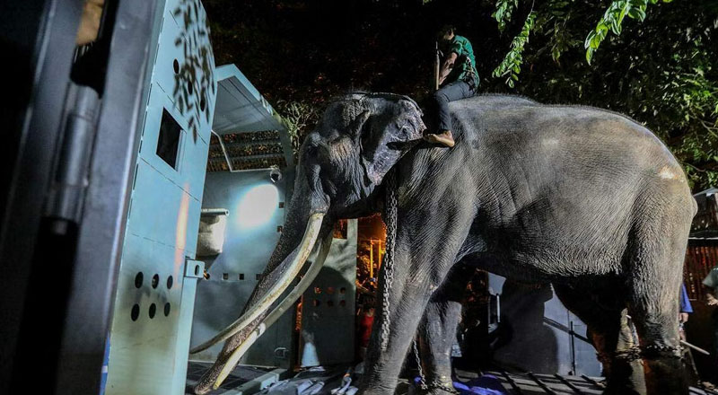 முத்துராஜா தாய்லாந்தில் நலம்: மற்ற யானைகள் குறித்தும் ஆராய்வு!