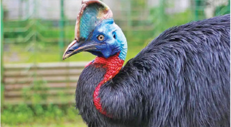 தாய்லாந்து - இலங்கை விலங்கு பரிமாற்றத்தின் படி யானைக்குப் பின் பறவையினம்