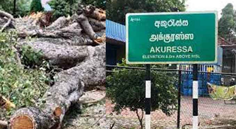 மரம் முறிந்து விழுந்ததில் இருவர் உயிரிழப்பு