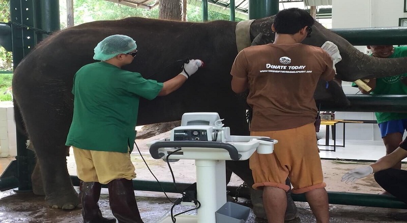 இலங்கையில் யானை வைத்தியசாலை ஒன்றை நிர்மாணிக்க தாய்லாந்து அரசாங்கம் திட்டம்