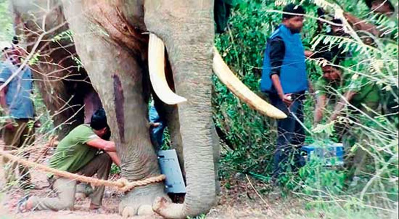 ஆபத்தான நிலையில் உள்ள அக்போ யானையின் நிலை குறித்து கால்நடை மருத்துவர் வெளியிட்ட தகவல்