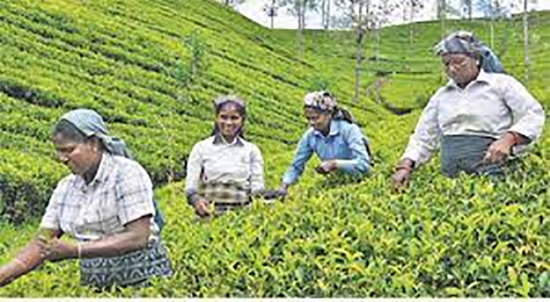 தமது வருகையின் 200 ஆவது வருடப்பூர்த்தியை முன்னிட்டு மலையகத் தமிழ் மக்கள் பாத யாத்திரை