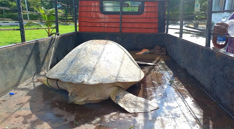 யாழ். மானிப்பாயில் சட்டவிரோதமாக கடலாமைகளைக் கடத்தியோர் பிடிபட்டனர்