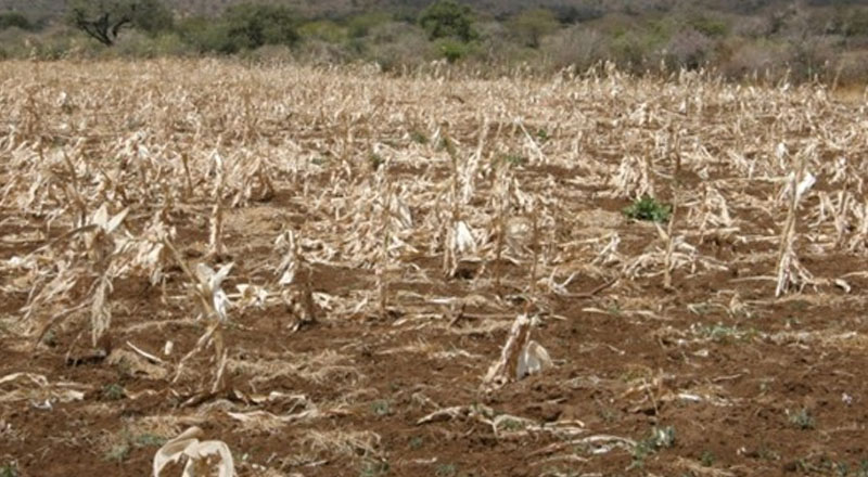 இலங்கை உணவுதட்டுப்பாட்டை எதிர்கொள்ளும் அபாயம்!