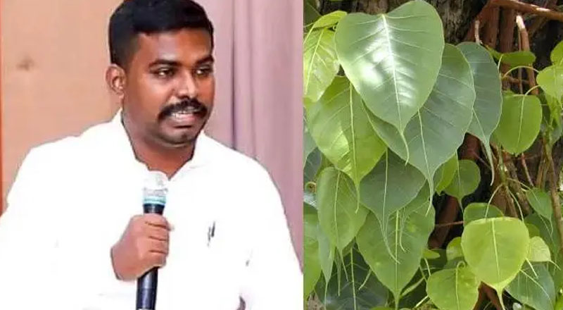 அரச மரத்தைக் கண்டால் பயப்படும் தமிழர்கள்! தொல்லை தரும்  திணைக்களம்