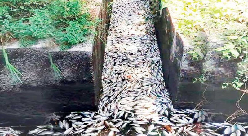 மல்லாவி ஏரியில் மிதக்கும்  மீன்களை சாப்பிட வேண்டாம்: சுகாதார அதிகாரிகள் கோரிக்கை