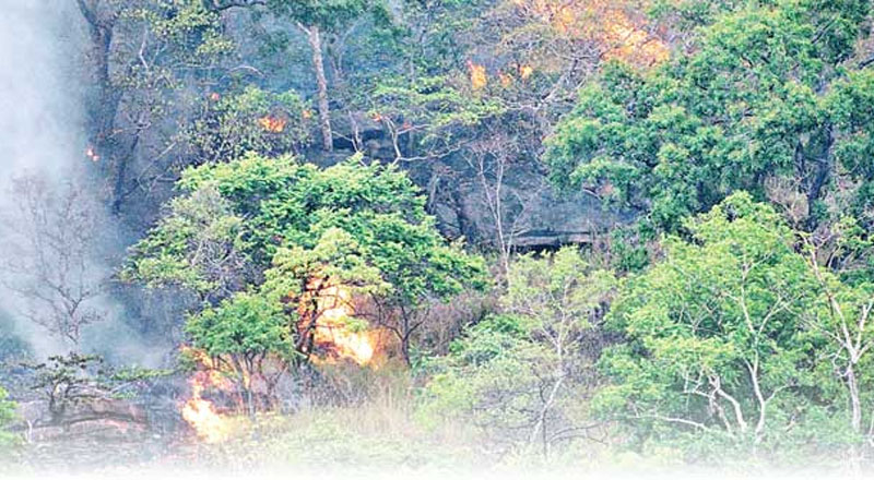 கடந்த 10 ஆண்டுகளில் 5 லட்சம் ஏக்கர் காடுகளை இழந்துள்ள இலங்கை