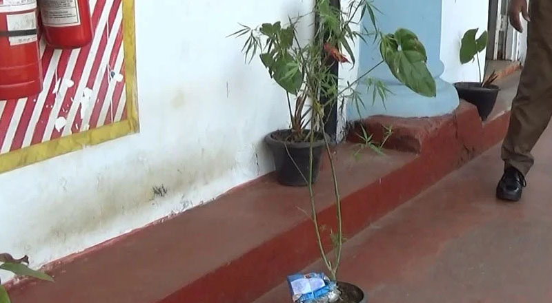 வீடொன்றில் வளர்க்கப்பட்ட கஞ்சா செடியுடன் சந்தேகநபர் ஒருவர் கைது