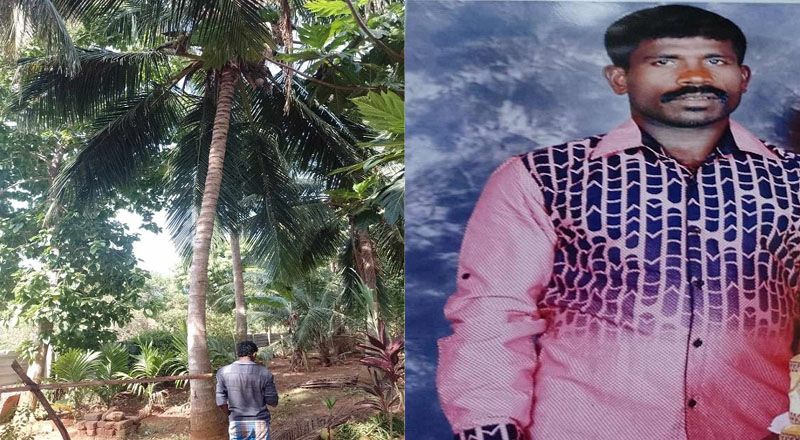 தென்னை மரத்தியிலிருந்து கீழே விழுந்து உயிரிழந்த மூன்று  பிள்ளைகளின் தந்தை