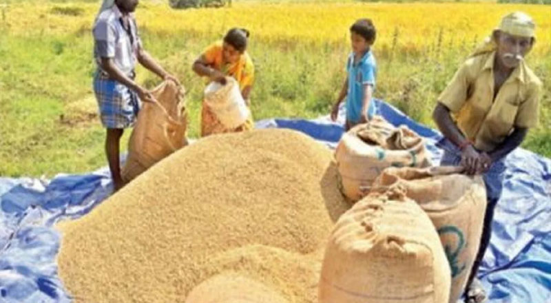 நெல் அறுவடை இழப்பு ஒரு லட்சம் டொன்: விவசாய நிபுணர்கள் வெளியிட்ட தகவல்