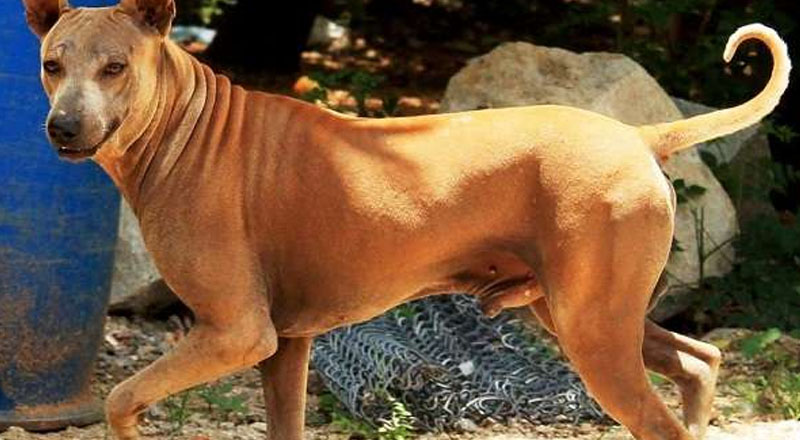 நாயால் ஏற்பட்ட விபத்து: இளைஞன் யாழ் போதனா வைத்தியசாலையில் அனுமதி