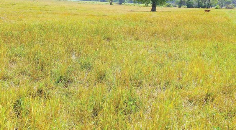 வறட்சியால் அழிந்த 37,000 ஏக்கர் நெற்பயிர்கள்: குருநாகலுக்கு அதிக சேதம்