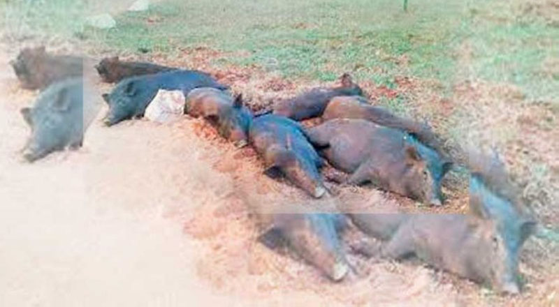 கதிர்காமத்திற்குச் செல்லும் வழியில் இறைச்சி சாப்பிடுபவர்களுக்கு எச்சரிக்கை