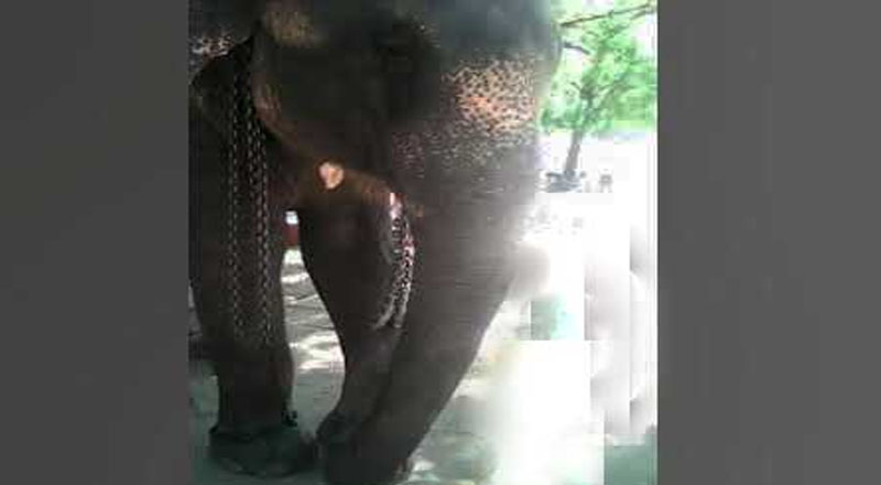 விஷம் கலந்த தர்ப்பூசணி பழங்களை கொடுத்து அசேலவை கொல்ல முயன்ற இருவர் கைது