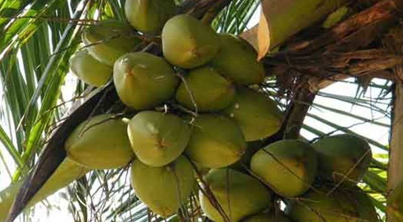 இலங்கையின் இரண்டாவது தெங்கு முக்கோண வலயம் வடக்கில்!