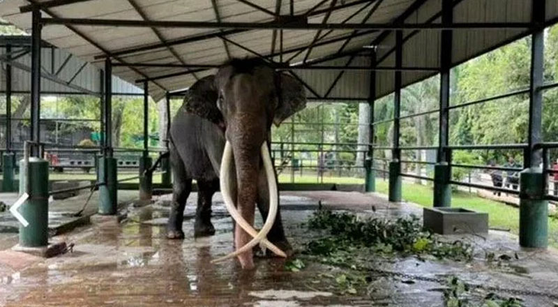முத்துராஜாவிற்கு சுகவீனம் : தாய்லாந்து விரைந்த வைத்திய குழுவினர்