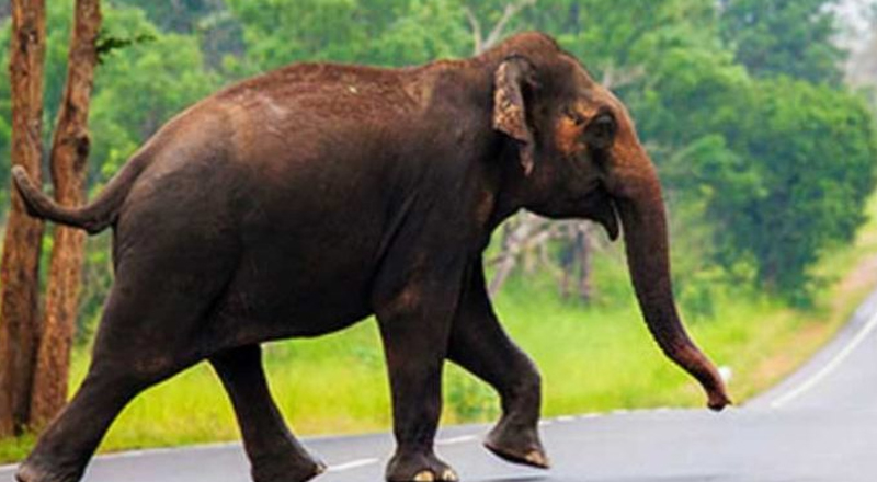 காட்டு யானை துரத்தியதில் வெளிநாட்டுப் பெண்ணொருவர் காயம்