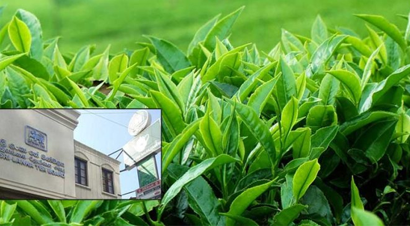 பிரச்சாரத்திற்காக 2300 மில்லியன் ரூபாவை செலவிட்ட இலங்கை தேயிலை சபை