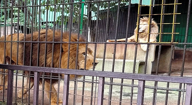 சிங்கம் தாக்குதலுக்குள்ளான ஜப்பான் உயிரியல் பூங்காக் காவலர் உயிரிழப்பு