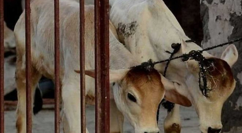 2022 இல் 148,000 பசுக்கள் கொல்லப்பட்டன: பால் உற்பத்தி 6 மில்லியன் லீற்றர் குறைந்துள்ளது