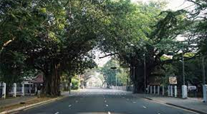 கொழும்பில் மரங்களை கண்காணிக்க பயன்படுத்தப்படும் இயந்திரத்தை இயக்க ஆள் இல்லை