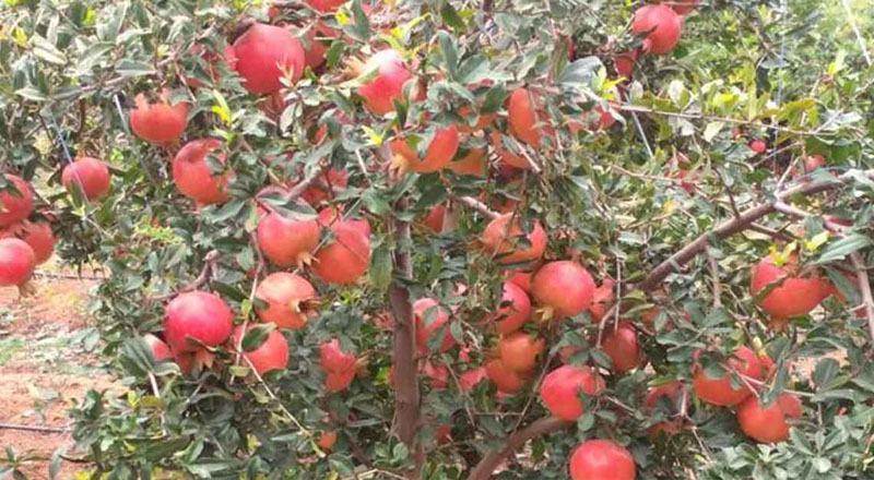 இலங்கையில் இரண்டு புதிய வகை மாதுளை: ஆய்வு வெற்றியளிப்பு