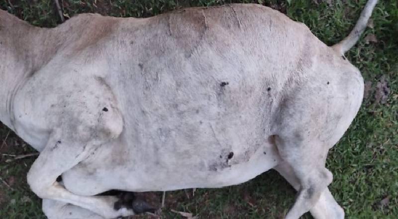 மயிலத்தமடு மாதவனையில் தொடரும் அடாவடி - தொடர்ச்சியாக கொல்லப்படும் கால்நடைகள்!