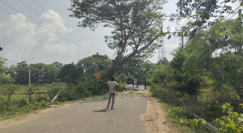 கிளிநொச்சியில் ஆபத்தான வீதியோர மரங்களை அகற்றும் பணி!