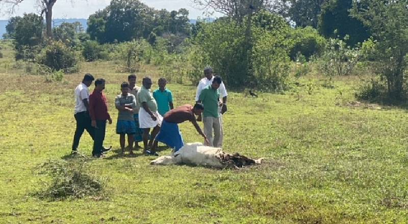 மயிலத்தமடு மாதவனையில் கால் நடைகளின் உயிரிழப்பு அதிகரிக்கலாம் - அச்சத்தில் பண்ணையாளர்கள்!