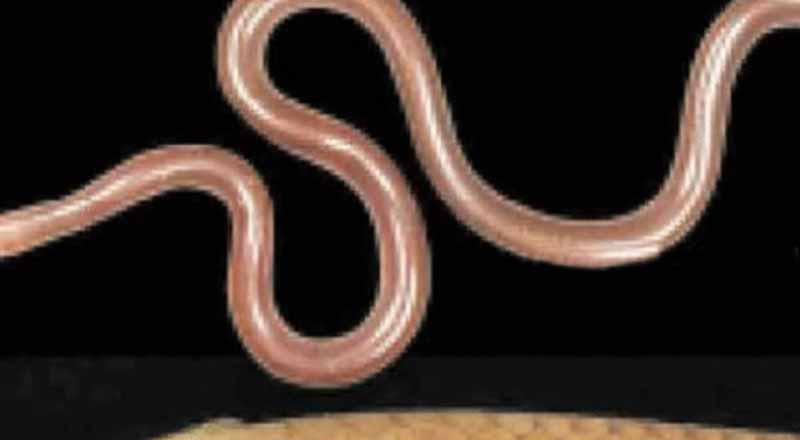 76 வருடங்களின் பின் இலங்கையில் கண்டு பிடிக்கப்பட்ட புதியவகை பாம்பு!