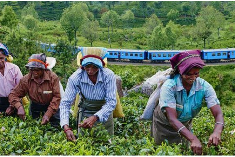 தோட்டத் தொழிலாளர்களின் சம்பளம் தொடர்பில் ஜனாதிபதி விடுத்துள்ள விசேட பணிப்புரை!