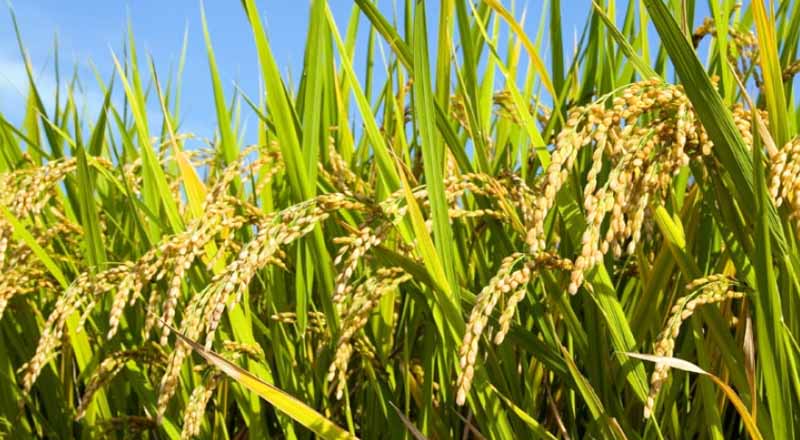 கிளிநொச்சியில் அதிகரிக்கும் நோய்த் தாக்கம்! விவசாய பணிப்பாளர் விடுத்த உடனடி உத்தரவு