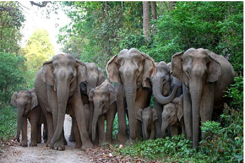 இலங்கையில் இதுவரை இல்லாத அளவில் யானைகள் உயிரிழப்பு