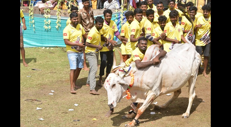இலங்கை வரலாற்றில் முதல் முறையாக ஜல்லிக்கட்டில் சீறிப்பாய்ந்த காளைகள்!