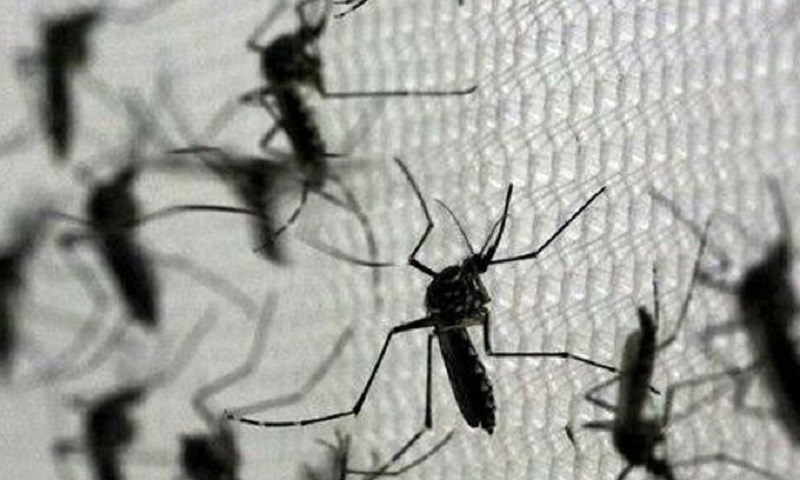 டெங்கு நுளம்புகளை கட்டுப்படுத்த வோல்பேசியா வைரஸ் நுளம்புகள்!