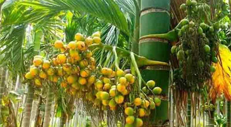 பசியை போக்க பாக்கு பிடுங்கியவர் மரணம்