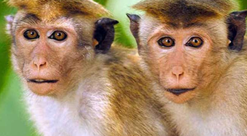 இலங்கையில் ஆண் குரங்குகளுக்கு கருத்தடை! ஆரம்பிக்கப்பட்ட வேலைத்திட்டடும்