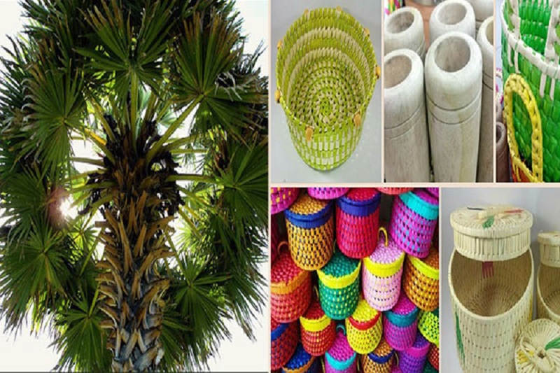 பனை தொடர்பான கைத்தொழிலுக்கு 43 மில்லியன் ஒதுக்கீடு!