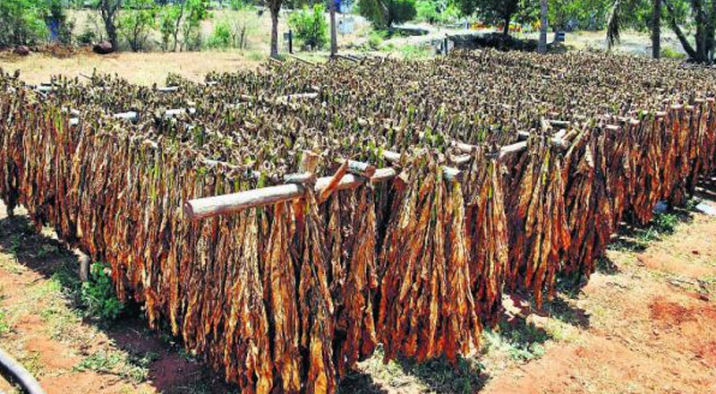 யாழில் புகையிலை கொள்வனவில்  மோசடி; 35க்கு மேற்பட்ட விவசாயிகளின் வாழ்வாதாரம் பாதிப்பு