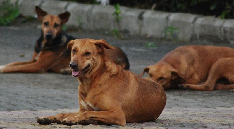 கடந்த 3 ஆண்டுகளில்  69 பேர் வெறிநாய்க்கடியால் பலி -  சுகாதார அமைச்சர்