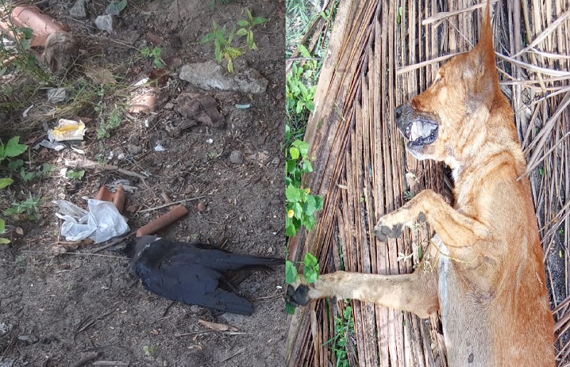 வடக்கில் திடீரென மர்மமான முறையில் இறக்கும் வளர்ப்பு நாய்கள் மற்றும் பறவைகள்!