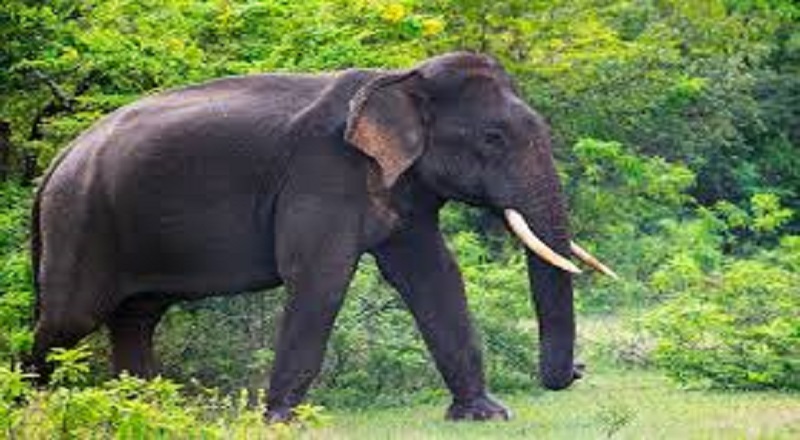 காட்டு யானைகளால் விவசாயி ஒருவரின் ஒரு ஏக்கர் தோட்டம்  அழிவு !