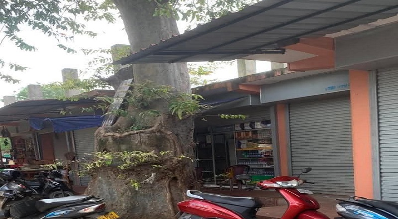 சாவகச்சேரியில் பழமையான மருதமரத்தை தறிக்க முடிவு: சமூக ஆர்வலர்கள் எதிர்ப்பு