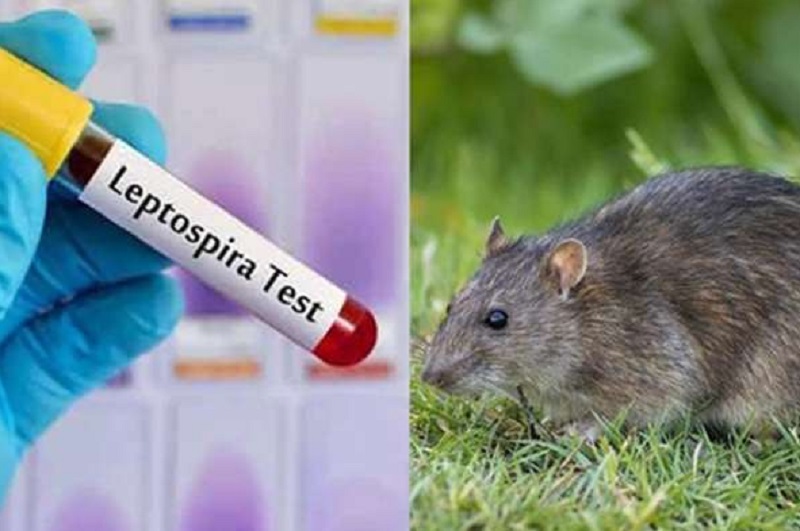 யாழில் பரவி வரும் மர்ம நோய் அடையாளம் காணப்பட்டுள்ளது!