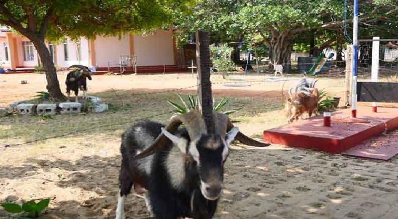 5 உயர் ரக ஆடுகள் கண்டுபிடிப்பு
