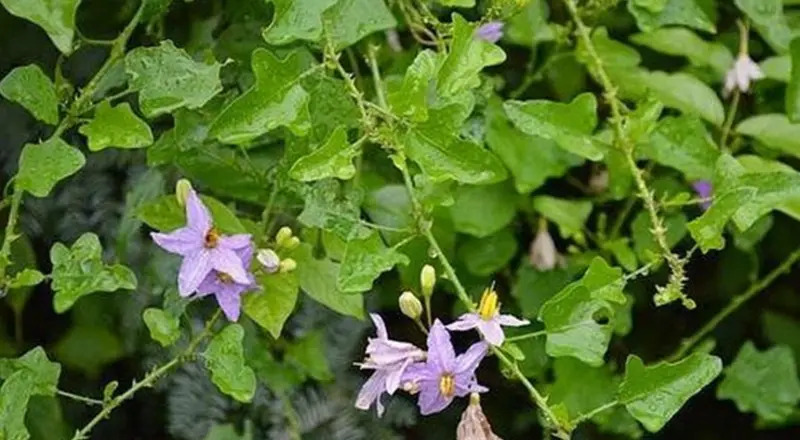 சளி, இருமலைப் போக்கும் தூதுவளை