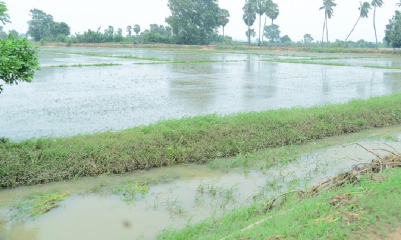 பேரழிவுகளால் பாதிக்கப்பட்ட விவசாயிகளுக்கு இழப்பீடு வழங்க நடவடிக்கை!